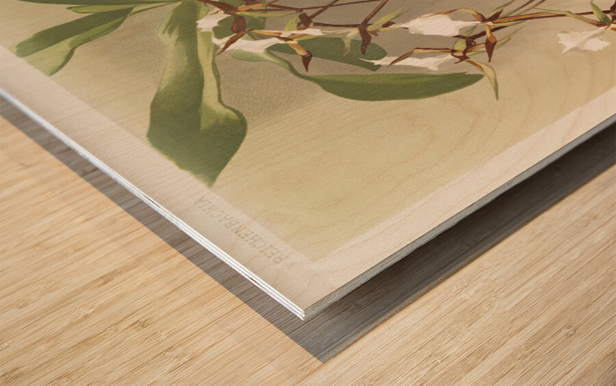 Angræcum caudatum from Reichenbachia Orchids 1888-1894 illustrated by Frederick Sander 1847-1920.  Wood print