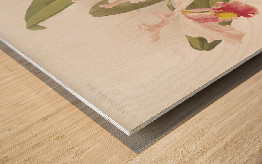 Cattleya warscewiczii from Reichenbachia Orchids 1888-1894 illustrated by Frederick Sander 1847-1920.  Wood print