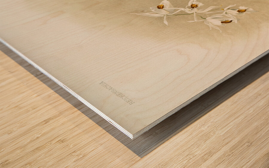 Coelogyne sanderæ from Reichenbachia Orchids 1888-1894 illustrated by Frederick Sander 1847-1920.  Wood print