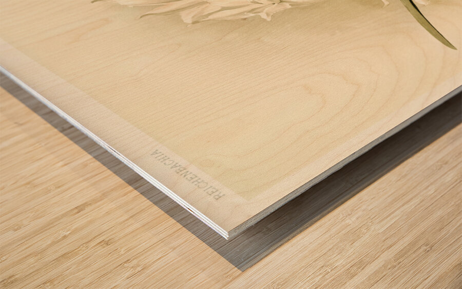 Lælia autumnalis alba from Reichenbachia Orchids 1888-1894 illustrated by Frederick Sander 1847-1920.  Wood print