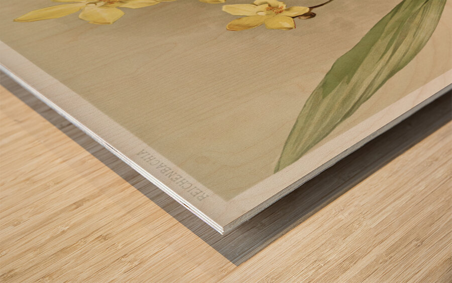 Kimballs Spathoglottis Spathoglottis kimballiana from Reichenbachia Orchids 1888-1894 illustrated by Frederick Sander 1847-1920.  Wood print