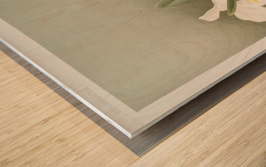 Cattleya trianæ alba from Reichenbachia Orchids 1888-1894 illustrated by Frederick Sander 1847-1920.  Wood print