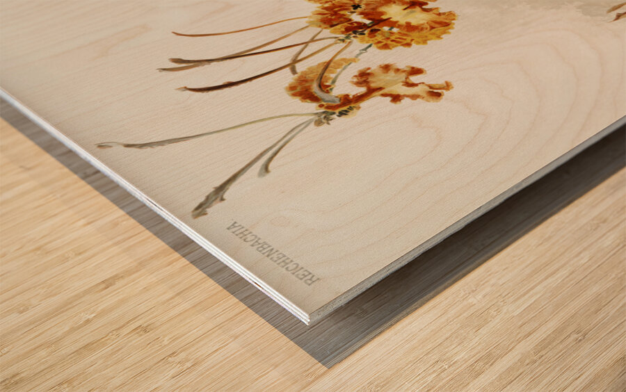 Oncidium kramerianum from Reichenbachia Orchids 1888-1894 illustrated by Frederick Sander 1847-1920.  Wood print