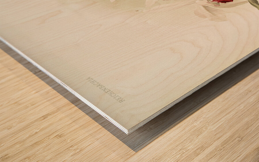 Lælia hybrida behrensiana from Reichenbachia Orchids 1888-1894 illustrated by Frederick Sander 1847-1920.  Wood print