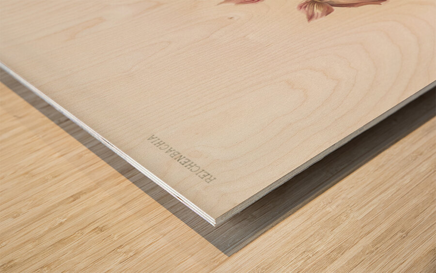 Cypripedium tautzianum from Reichenbachia Orchids 1888-1894 illustrated by Frederick Sander 1847-1920.  Wood print