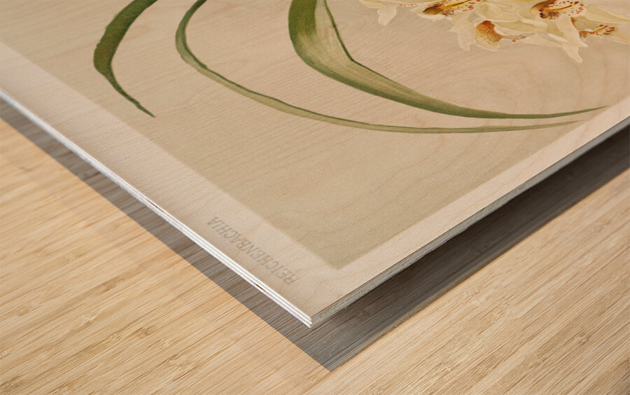 Cymbidium hybridum winnianum from Reichenbachia Orchids 1888-1894 illustrated by Frederick Sander 1847-1920.  Wood print