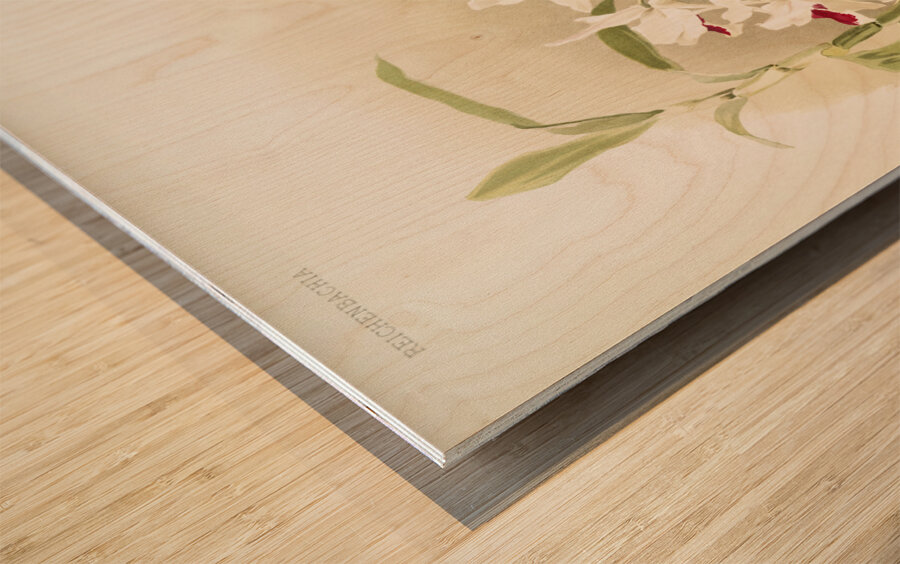 Dendrobium leechianum from Reichenbachia Orchids 1888-1894 illustrated by Frederick Sander 1847-1920.  Wood print