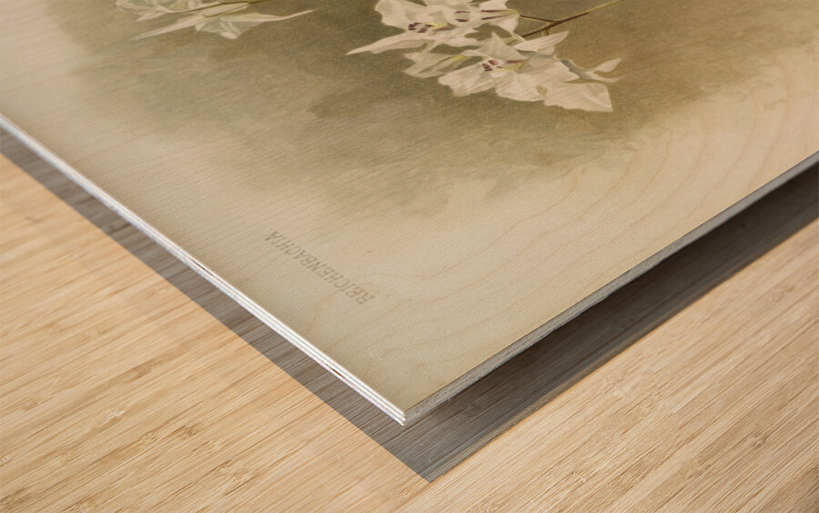 Dendrobium Johnsoniæ from Reichenbachia Orchids 1888-1894 illustrated by Frederick Sander 1847-1920.  Wood print