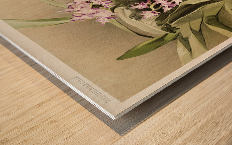 Aërides savageanum from Reichenbachia Orchids 1888-1894 illustrated by Frederick Sander 1847-1920.  Wood print