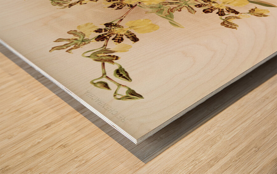 Oncidium tigrinum from Reichenbachia Orchids 1888-1894 illustrated by Frederick Sander 1847-1920.  Wood print