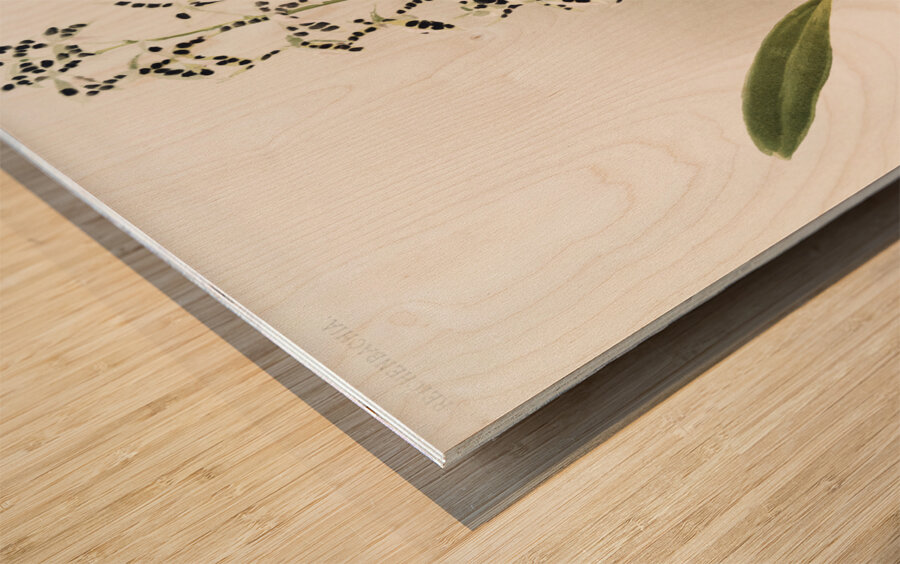 Epidendrum prismatocarpum from Reichenbachia Orchids 1888-1894 illustrated by Frederick Sander 1847-1920.  Wood print