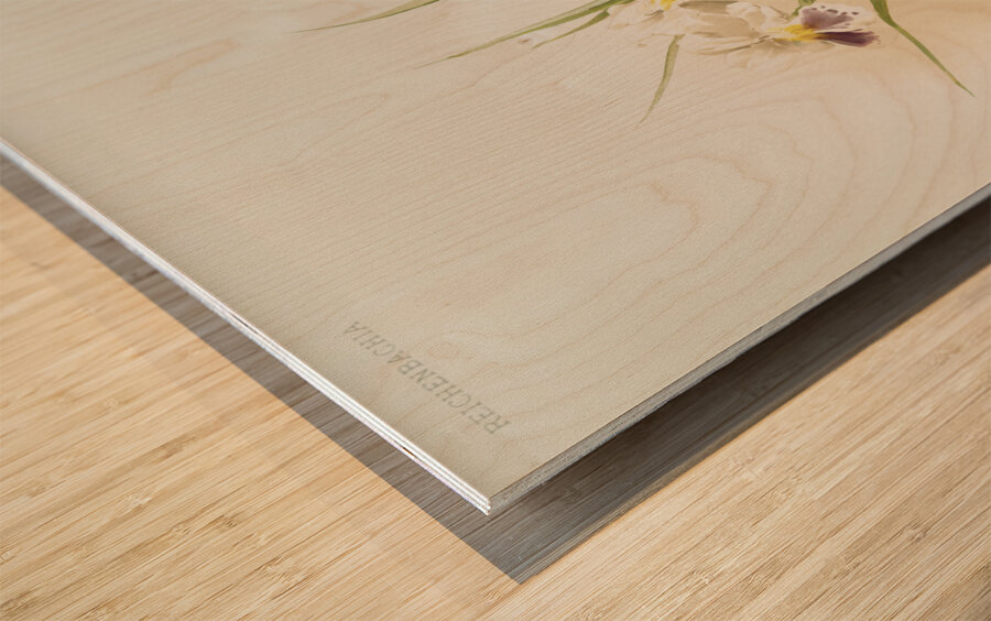 Miltonia phalænopsis from Reichenbachia Orchids 1888-1894 illustrated by Frederick Sander 1847-1920.  Wood print