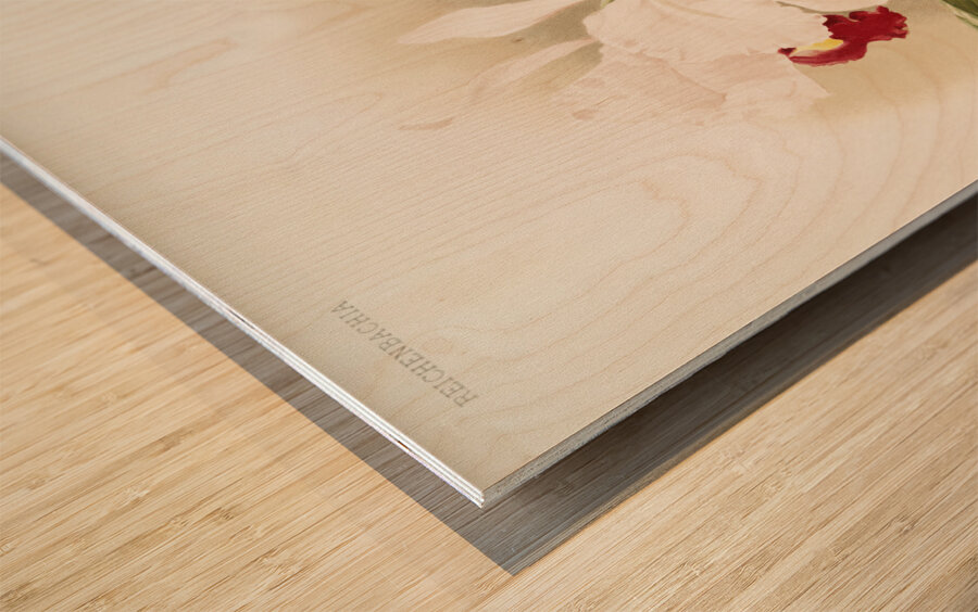 Cattleya trianaei schroederiana from Reichenbachia Orchids 1888-1894 illustrated by Frederick Sander 1847-1920.  Wood print