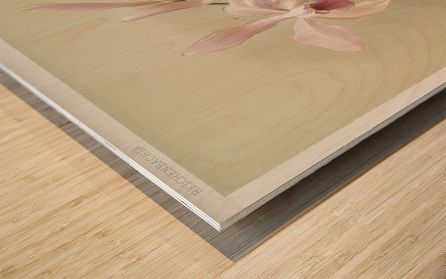 Cattleya victoria regina from Reichenbachia Orchids 1888-1894 illustrated by Frederick Sander 1847-1920.  Wood print