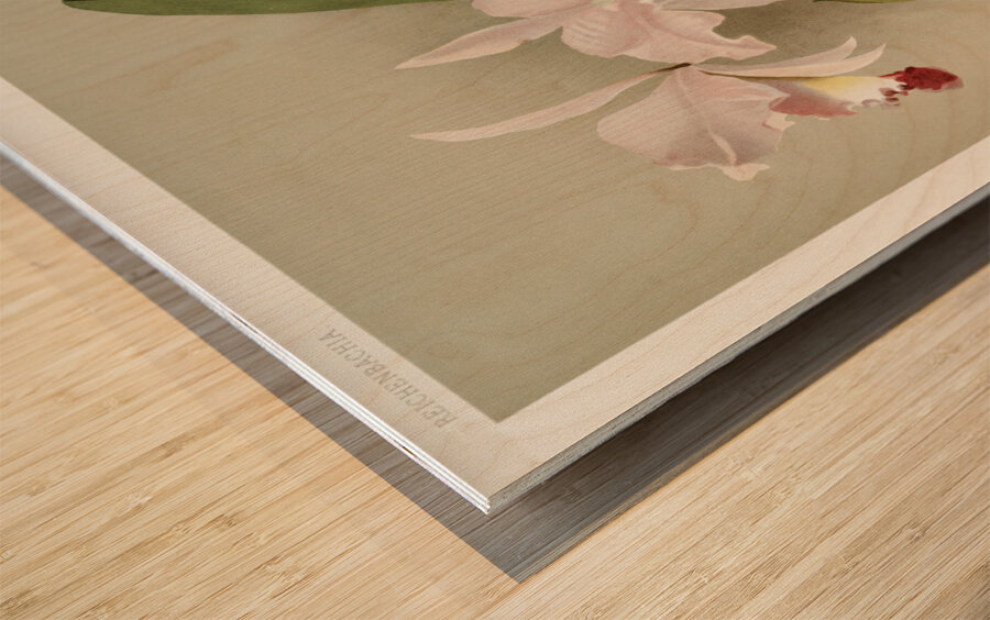 Cattleya victoria regina from Reichenbachia Orchids 1888-1894 illustrated by Frederick Sander 1847-1920.  Wood print