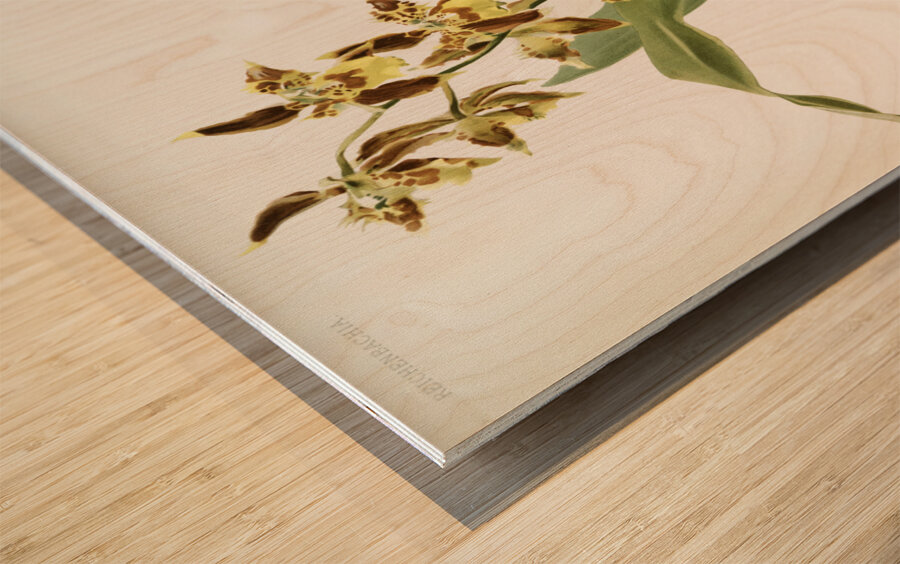 Odontoglossum luteo-purpureum prionopetalum from Reichenbachia Orchids 1888-1894 illustrated by Frederick Sander 1847-1920.  Wood print