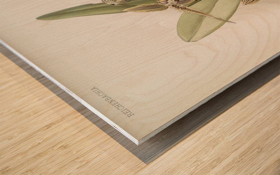 Cypripedium rothschildianum from Reichenbachia Orchids 1888-1894 illustrated by Frederick Sander 1847-1920.  Wood print