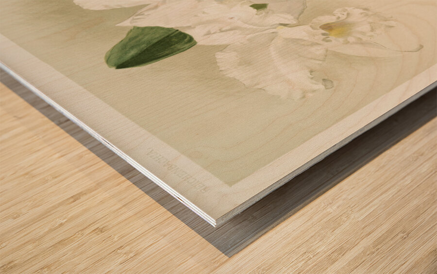 Cattleya mendelii quorndon house var from Reichenbachia Orchids 1888-1894 illustrated by Frederick Sander 1847-1920.  Wood print