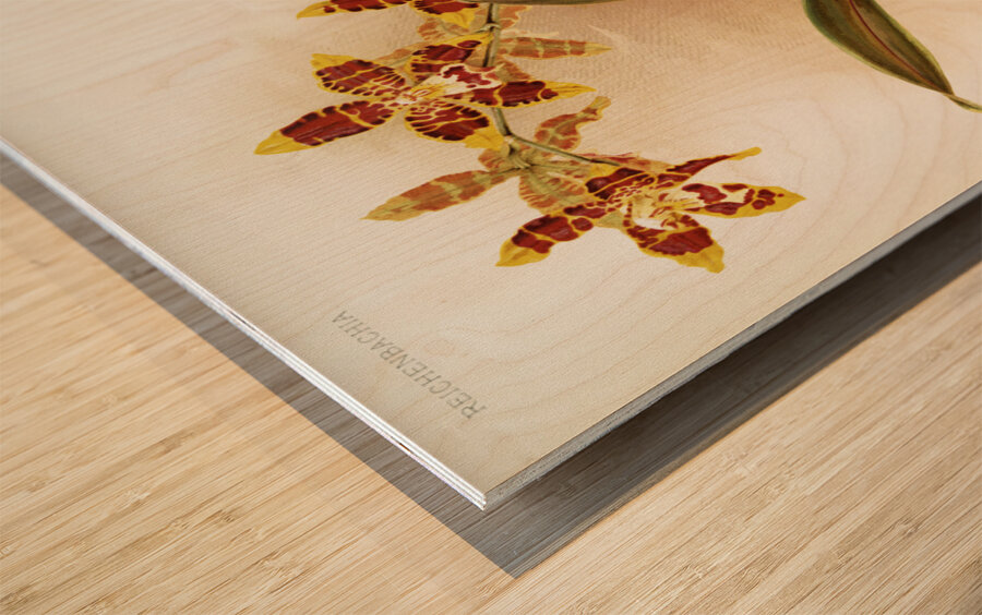 Odontoglossum triumphans from Reichenbachia Orchids 1888-1894 illustrated by Frederick Sander 1847-1920.  Wood print