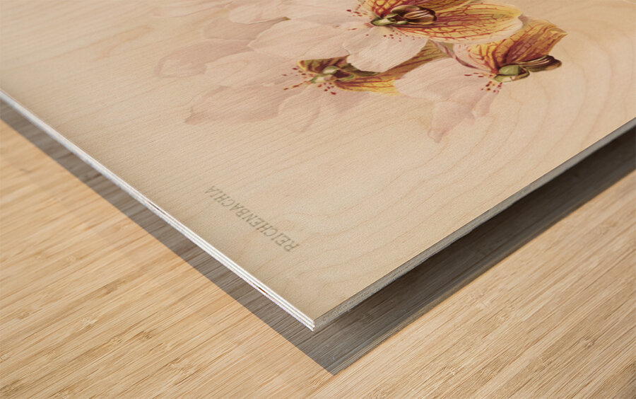 Vanda sanderiana from Reichenbachia Orchids 1888-1894 illustrated by Frederick Sander 1847-1920.  Wood print