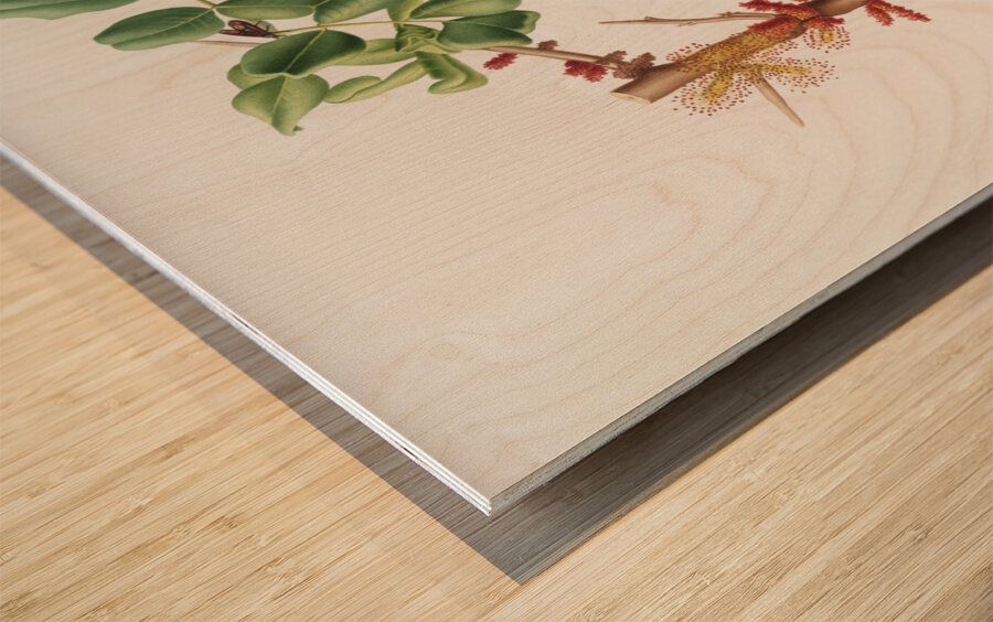 Carob flower Ceratonia siliqua from Pomona Italiana 1817 - 1839 by Giorgio Gallesio 1772-1839.  Wood print