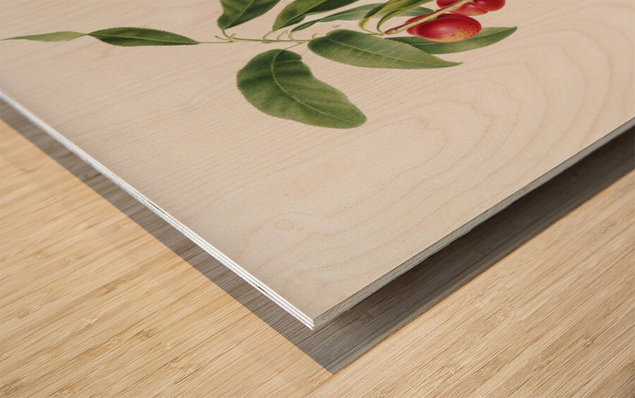 Apricot Pesca Ciliegia from Pomona Italiana 1817 - 1839 by Giorgio Gallesio 1772-1839.  Wood print