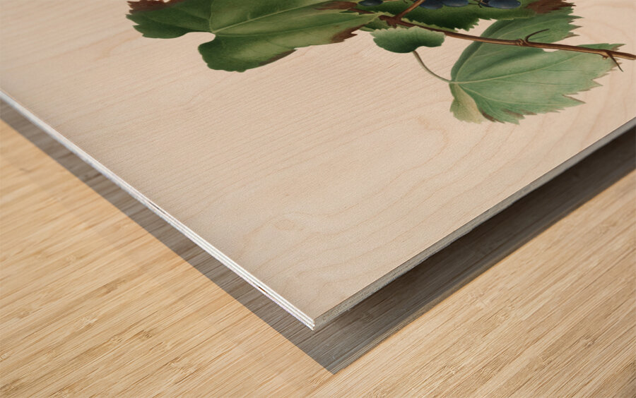 Peach Persica amygdalus from Pomona Italiana 1817 - 1839 by Giorgio Gallesio 1772-1839.  Wood print