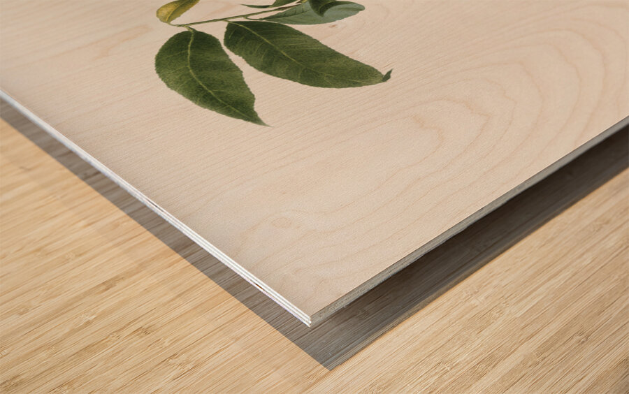 Peach Prunus persica from Pomona Italiana 1817 - 1839 by Giorgio Gallesio 1772-1839.  Wood print