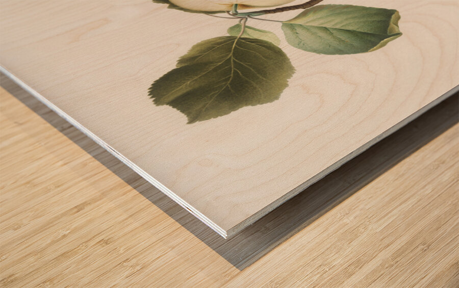 Astracan Apple Malus astracanensis from Pomona Italiana 1817 - 1839 by Giorgio Gallesio 1772-1839.  Impression sur bois