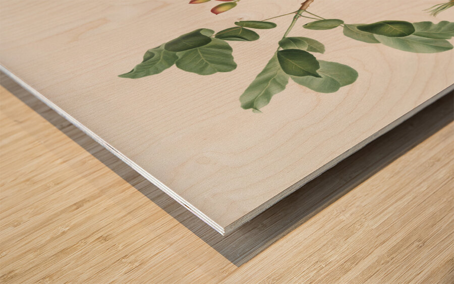 Pistachio Pistacia vera from Pomona Italiana 1817 - 1839 by Giorgio Gallesio 1772-1839.  Wood print