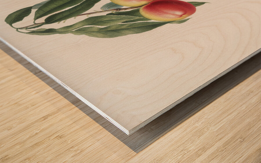 Peach Persica psillidermis from Pomona Italiana 1817 - 1839 by Giorgio Gallesio 1772-1839.  Wood print