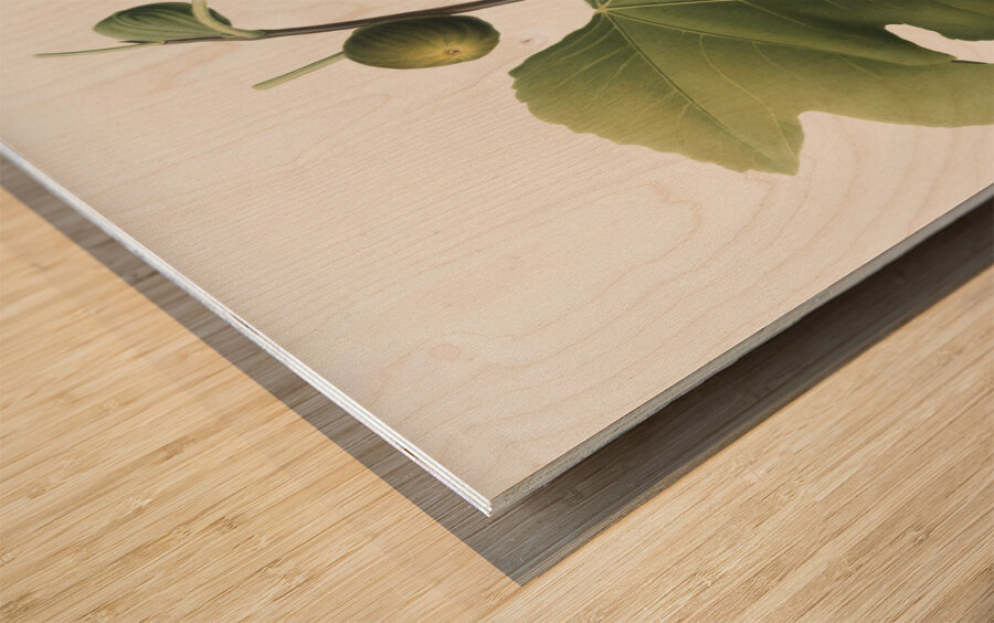 Briansole figs Ficus carica sativa from Pomona Italiana 1817 - 1839 by Giorgio Gallesio 1772-1839.  Wood print