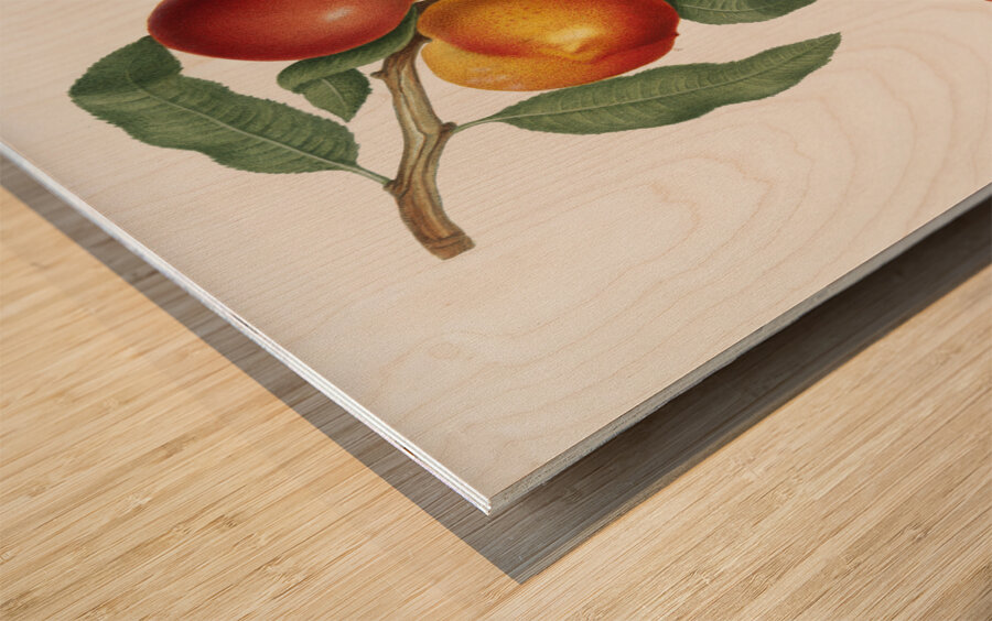 Walnut Persica violacea from Pomona Italiana 1817 - 1839 by Giorgio Gallesio 1772-1839.  Wood print