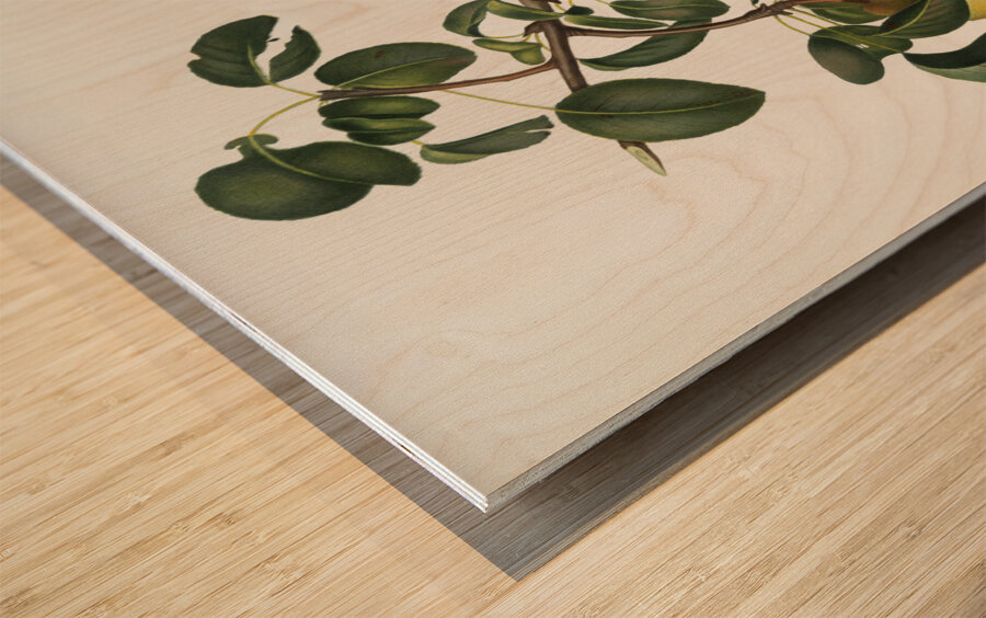 Pear Pyrus regalis from Pomona Italiana 1817 - 1839 by Giorgio Gallesio 1772-1839.  Wood print