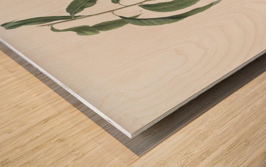 Walnut peach Persica from Pomona Italiana 1817 - 1839 by Giorgio Gallesio 1772-1839.  Wood print