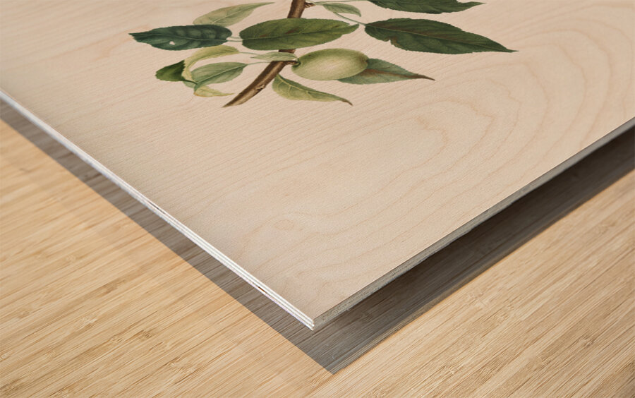 Apple Malus pumila from Pomona Italiana 1817 - 1839 by Giorgio Gallesio 1772-1839.  Wood print