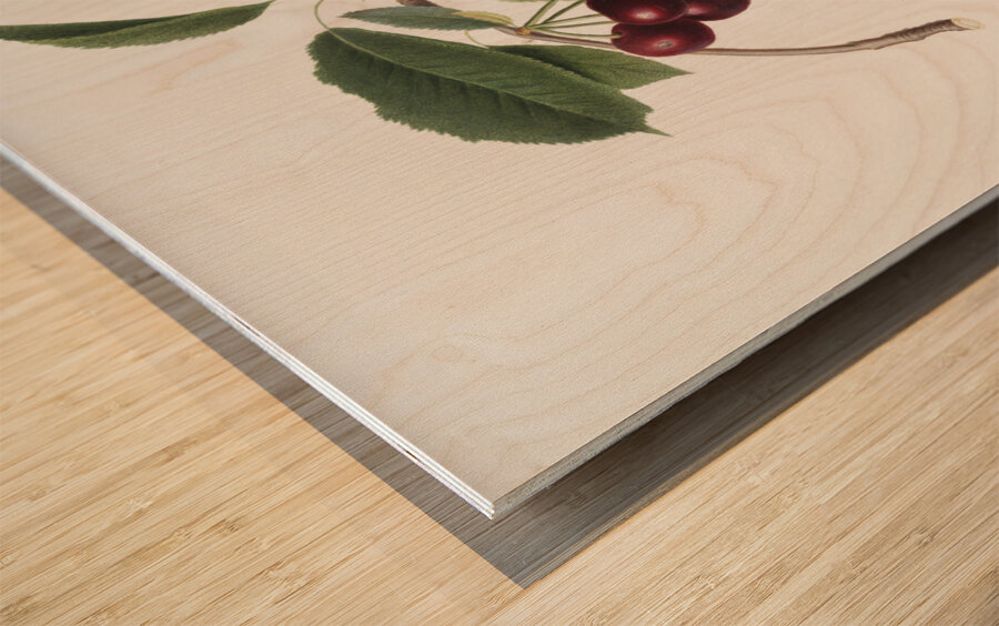 Cherry Cerasus visciola from Pomona Italiana 1817 - 1839 by Giorgio Gallesio 1772-1839.  Wood print