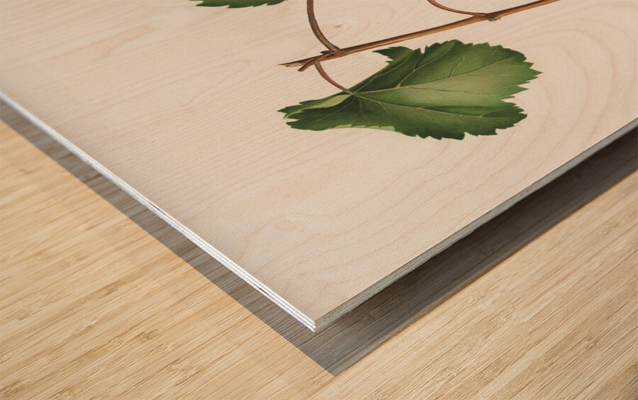 Friuili grape Vitis vinifera Forojuliensis from Pomona Italiana 1817 - 1839 by Giorgio Gallesio 1772-1839.  Wood print