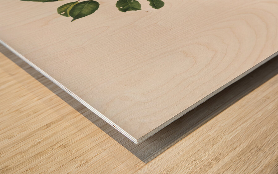 Apricot Prunus Sanctae Catherinae from Pomona Italiana 1817 - 1839 by Giorgio Gallesio 1772-1839.  Wood print