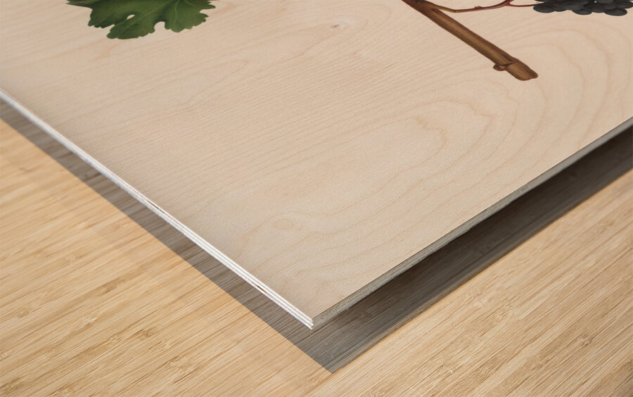 Apricot Prunus Sanctae Catherinae from Pomona Italiana 1817 - 1839 by Giorgio Gallesio 1772-1839.  Wood print