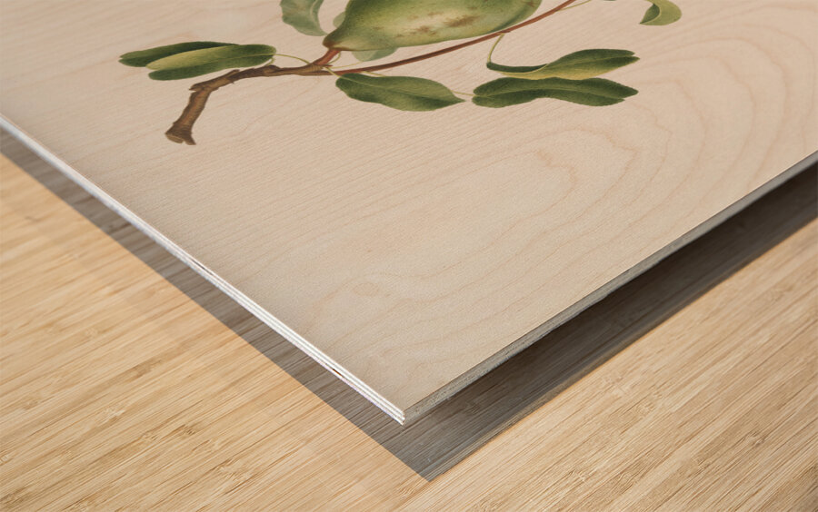 Jujube Fiorazione del Giuggiolo from Pomona Italiana 1817 - 1839 by Giorgio Gallesio 1772-1839.  Wood print