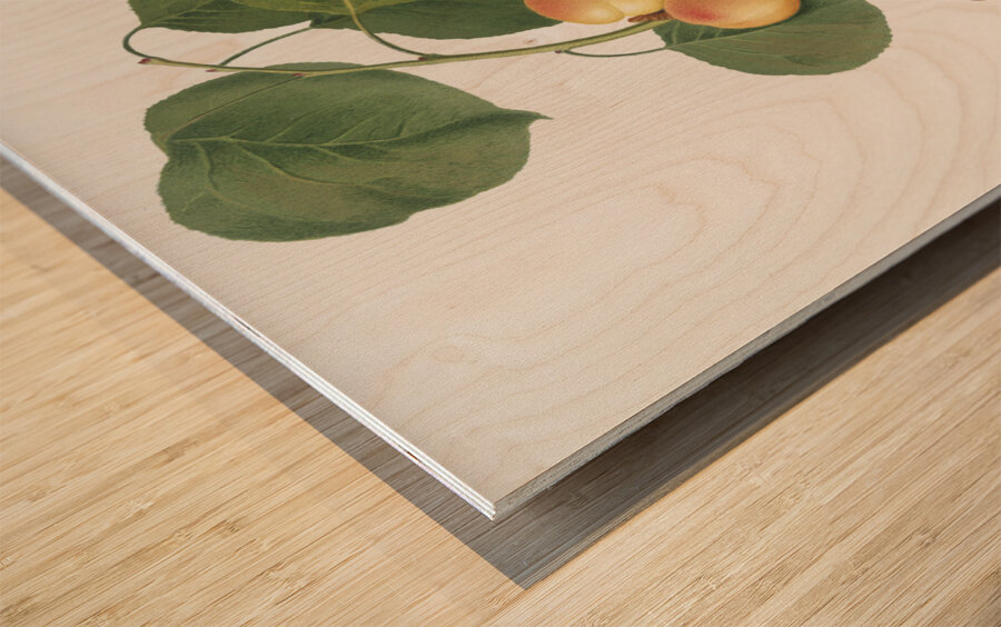 Grape vine Vitis vinifera Niciensis from Pomona Italiana 1817 - 1839 by Giorgio Gallesio 1772-1839.  Wood print