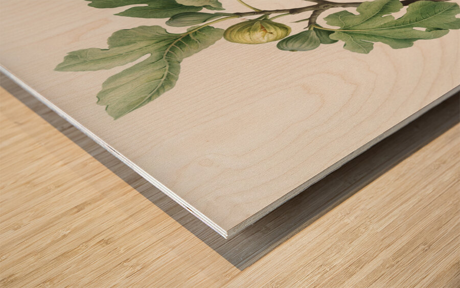 Fig Ficus carica from Pomona Italiana 1817 - 1839 by Giorgio Gallesio 1772-1839.  Wood print