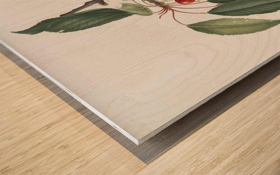 Cherry Prunus avium from Pomona Italiana 1817 - 1839 by Giorgio Gallesio 1772-1839.  Wood print