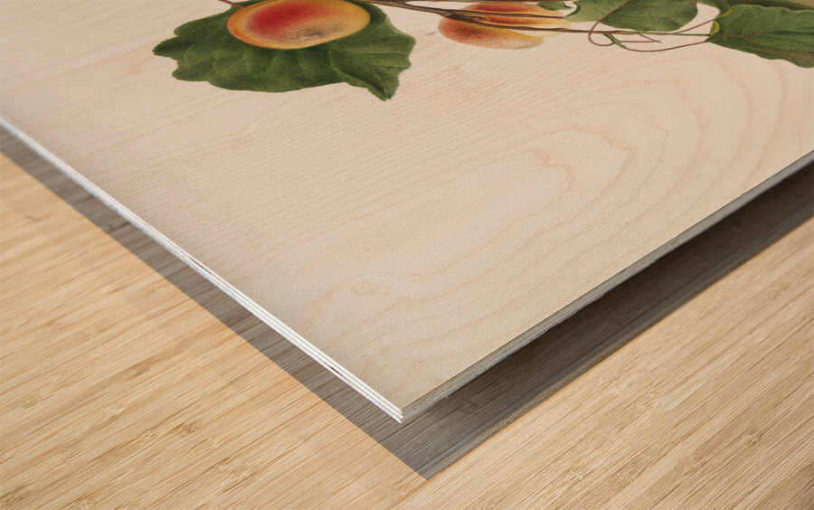 Apricot Armeniaca Alexandrina from Pomona Italiana 1817 - 1839 by Giorgio Gallesio 1772-1839.  Wood print