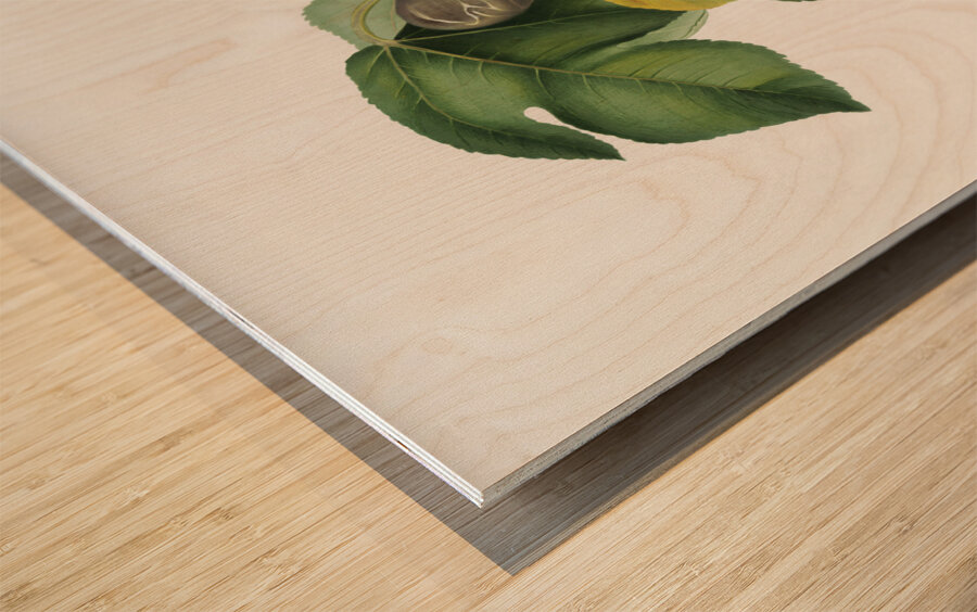 Apricot Armeniaca Alexandrina from Pomona Italiana 1817 - 1839 by Giorgio Gallesio 1772-1839.  Wood print