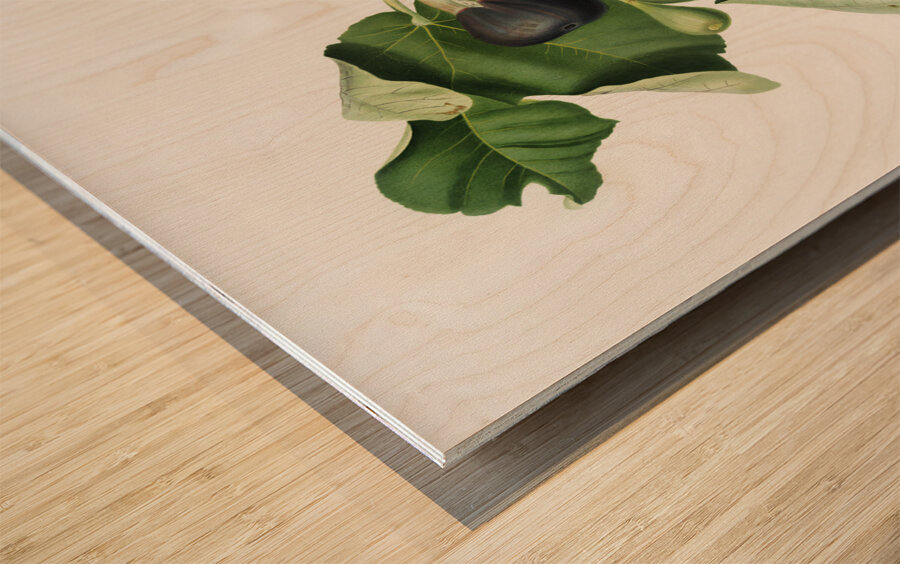 Fig Ficus carica sativa from Pomona Italiana 1817 - 1839 by Giorgio Gallesio 1772-1839.  Wood print