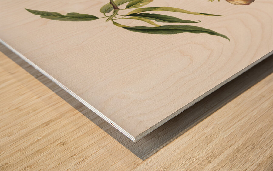 Peach Prunus persica from Pomona Italiana 1817 - 1839 by Giorgio Gallesio 1772-1839.  Wood print