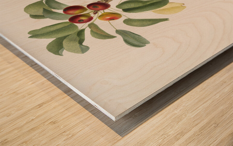 Musky pear Pyrus sativa from Pomona Italiana 1817 - 1839 by Giorgio Gallesio 1772-1839.  Wood print