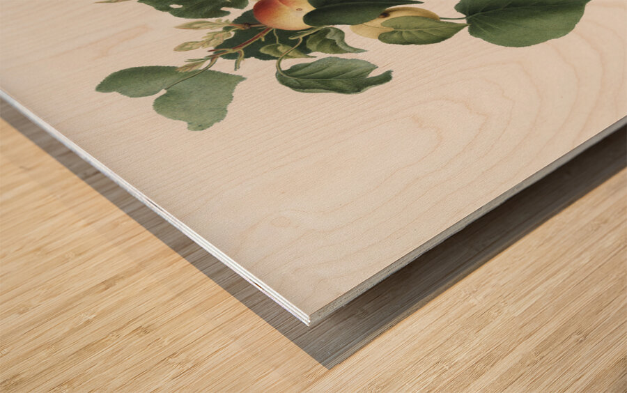 Apricot Alessandrina seconda from Pomona Italiana 1817 - 1839 by Giorgio Gallesio 1772-1839.  Wood print